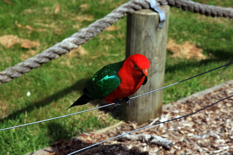 IMG_6497a.jpg - King Parrot