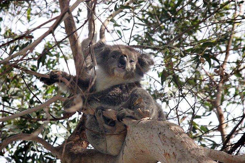 IMG_6560a.jpg - Koala