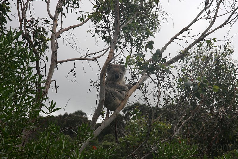 IMG_6831a.jpg - Koala