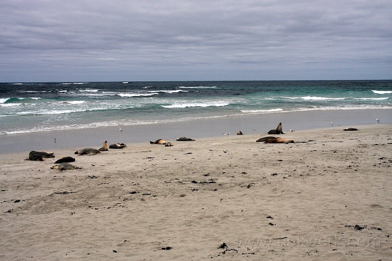 IMG_6974a.jpg - Seal Bay Conservation Park, Kangaroo Island