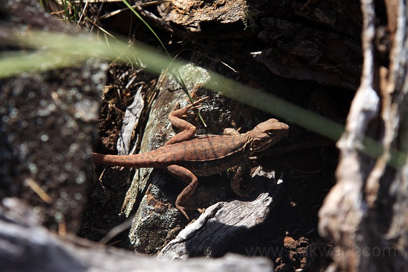 IMG_7203a.jpg - Red Lizard