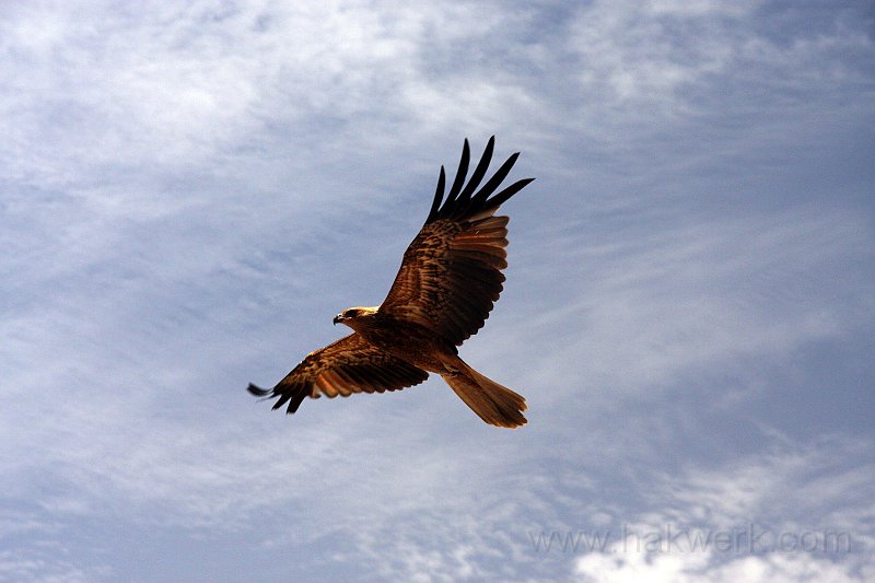 IMG_7685a.jpg - Desert Park, Alice Springs