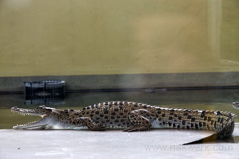 IMG_7721a.jpg - Crocosaurus Cove, Darwin
