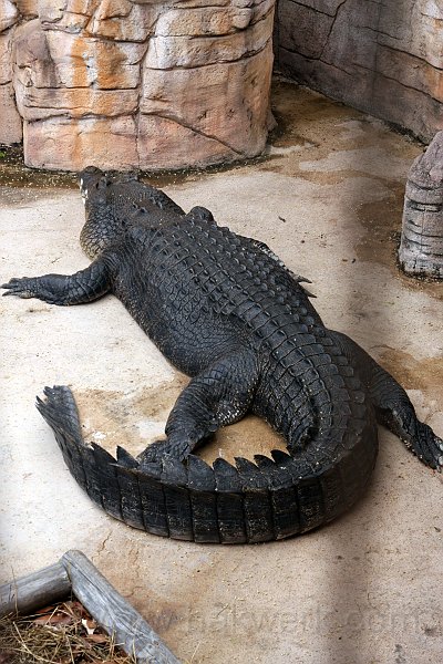 IMG_7730a.jpg - Crocosaurus Cove, Darwin