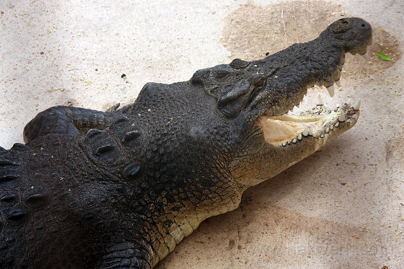 IMG_7734a.jpg - Crocosaurus Cove, Darwin