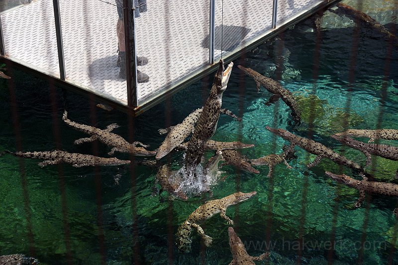 IMG_7751a.jpg - Crocosaurus Cove, Darwin