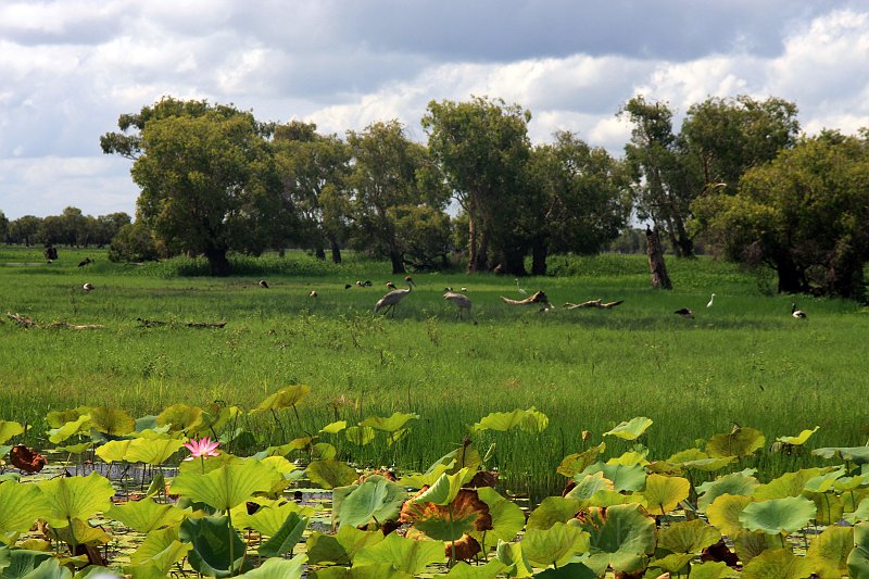 IMG_7785a.jpg - Kakadu National Park