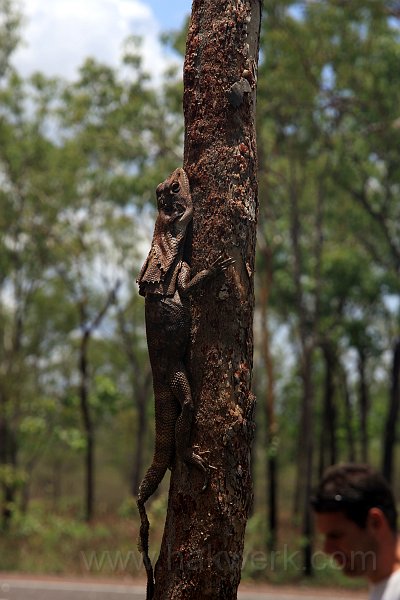 IMG_7806a.jpg - Frill-necked Lizard