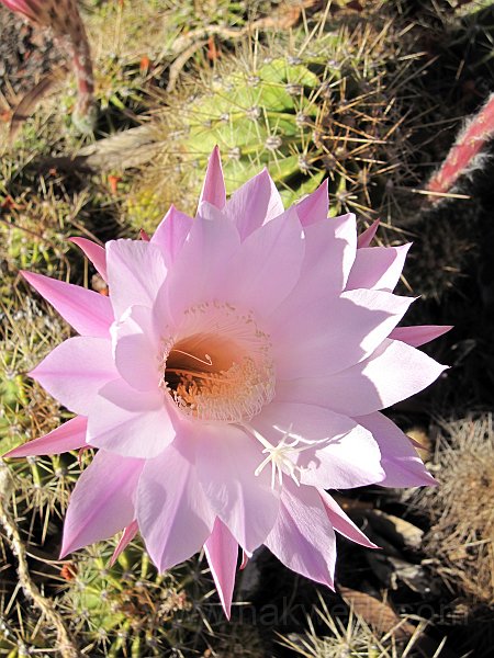 IMG_7271_1041a.jpg -                                